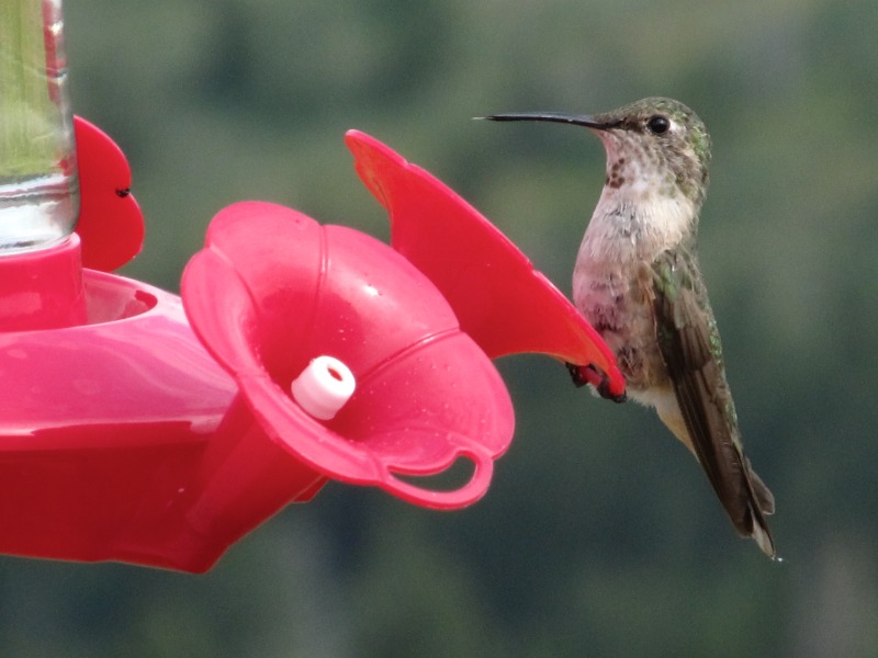 2011/08(Aug)/Hummingbirds/800x600_2011-08-Hummingbirds  4.jpg.jpg